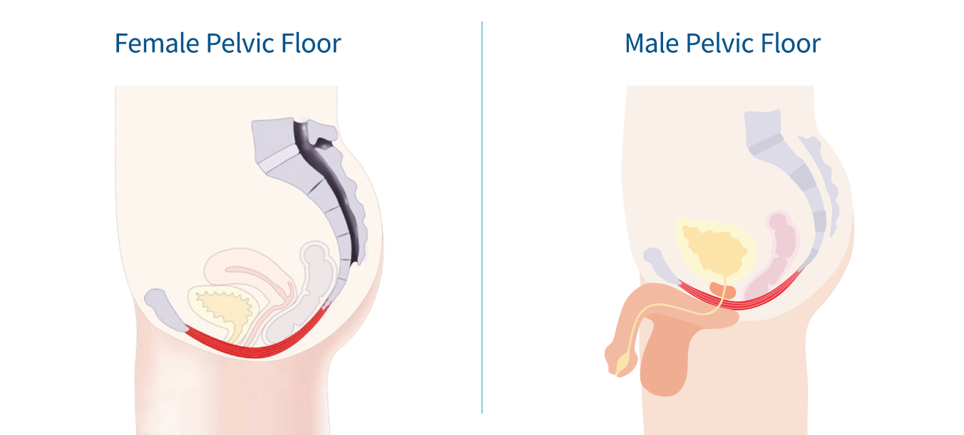 Every 1 in 4, has one or more Pelvic Floor Disorder